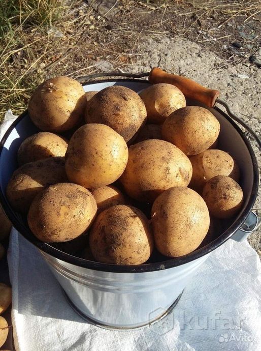фото деревенский картофель (картошка) сорт гала 0