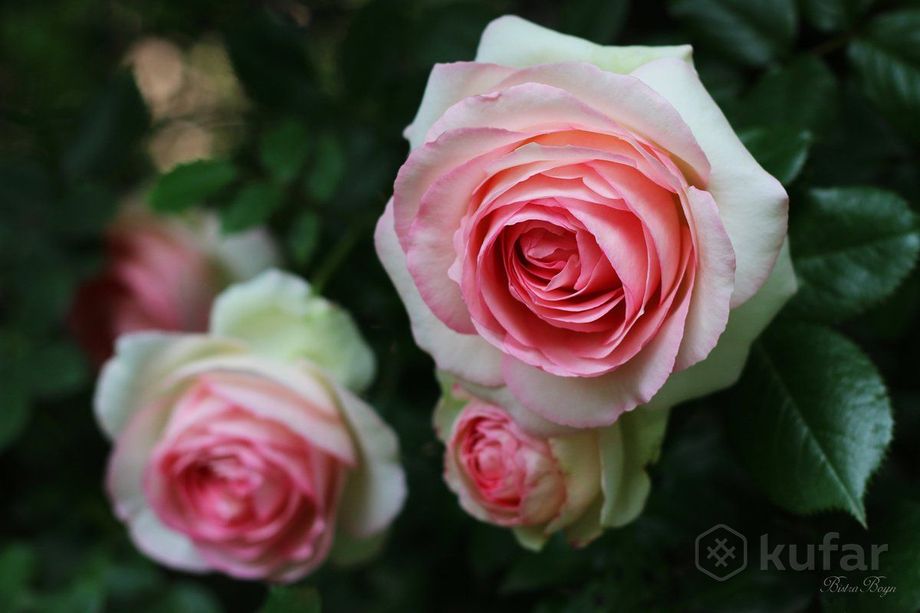 фото саженцы роз - зацветут в этом году в наличии  5
