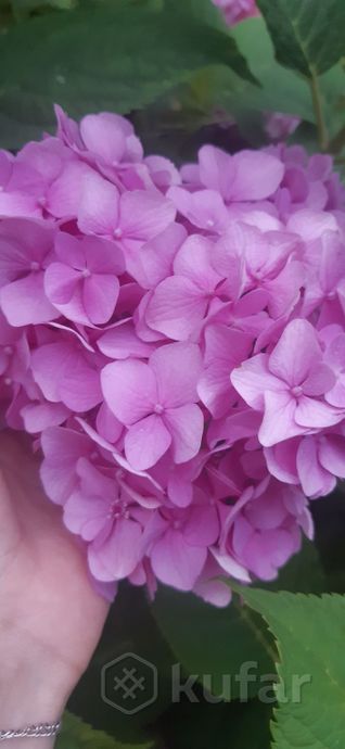 фото гортензия саженцы гортензии цветы 3