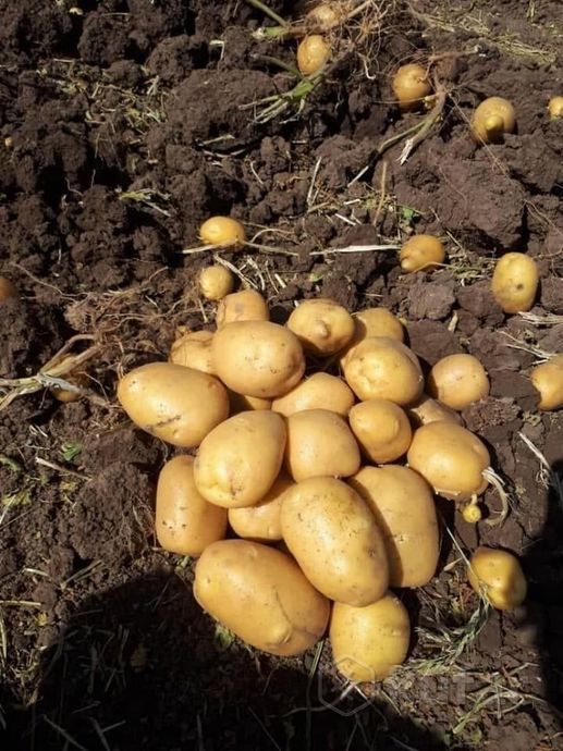 фото вкусный деревенский картофель (картошка) сорт ''вега'' доставка по минску  1