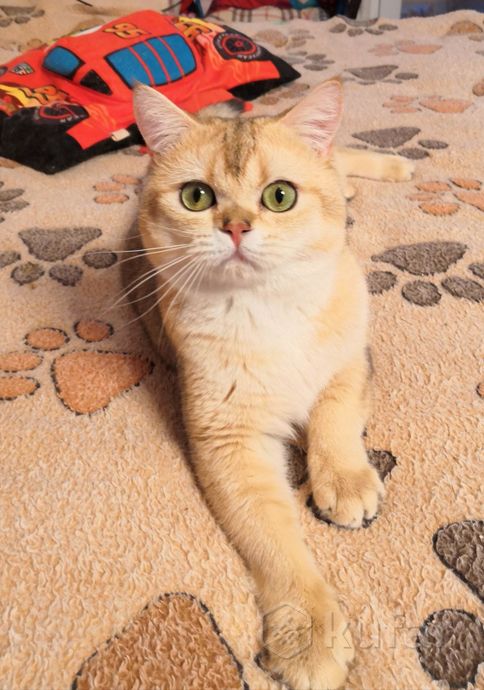 фото яркий золотой шотландский котик. вязка. 5
