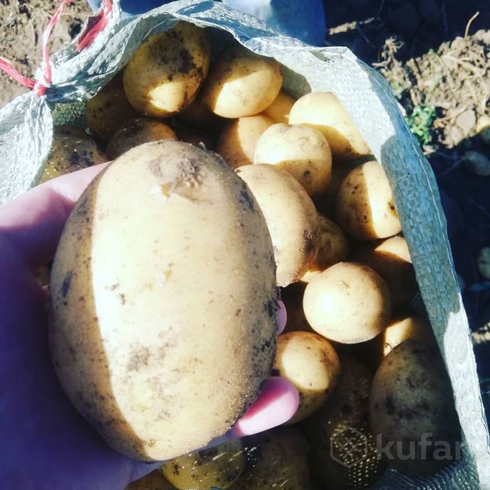 фото деревенская бульба (картофель) сорт ''сатина'' 0