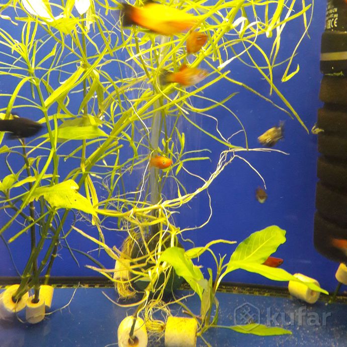 фото аквариумные растения.''аквариум'' 8