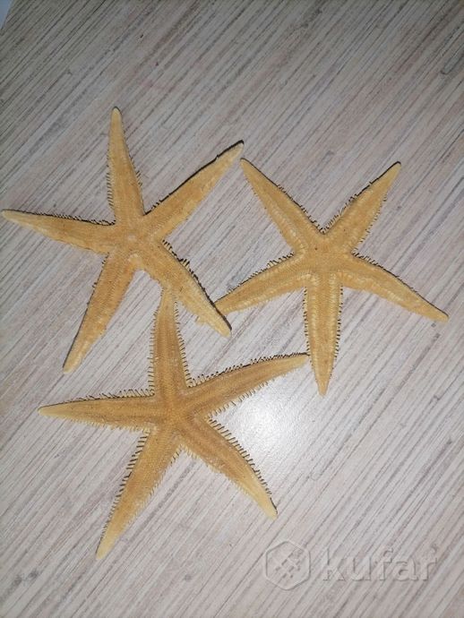 фото морская звезда  1
