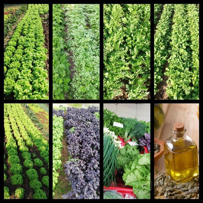 фото лук, петрушка, укроп, салаты, свежая зелень, мята 7
