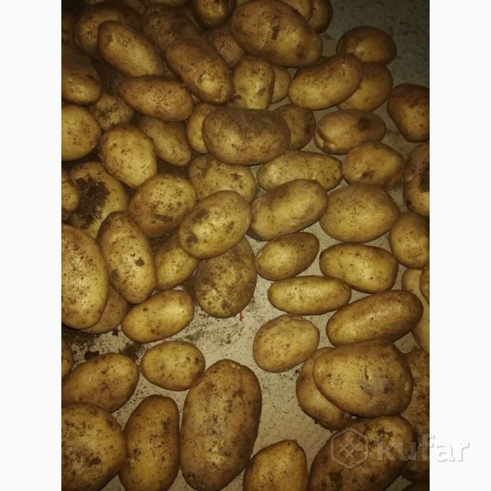 фото домашние овощи картофель с бесплатной доставкой на 1