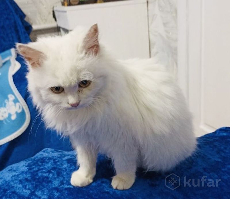 Турецкая ангора кошка в добрые руки, цена Бесплатно купить в Могилеве на  Куфаре - Объявление №217400689