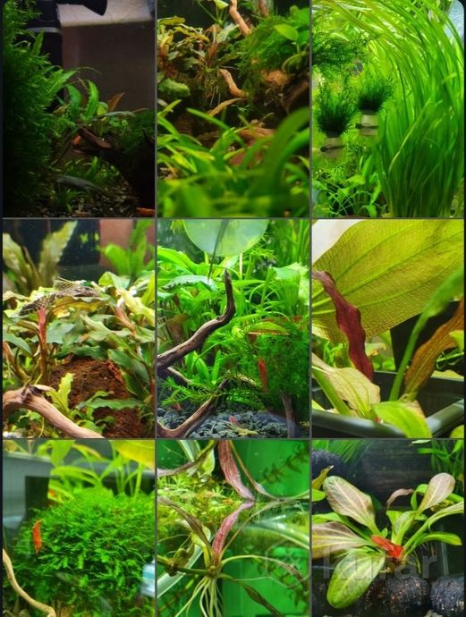 фото аквариумные растения    почта 2