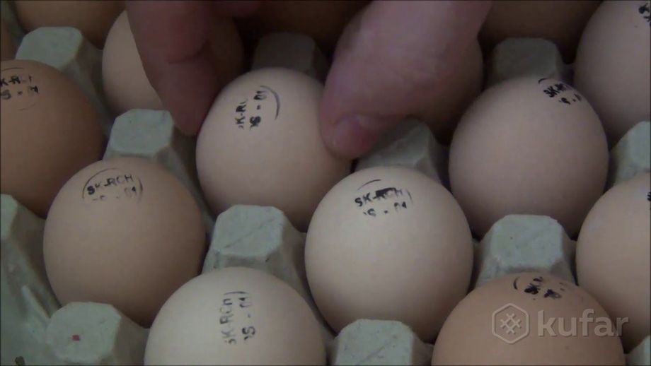 фото инкубационное яйцо цыплёнок бройлер кобб 500  0