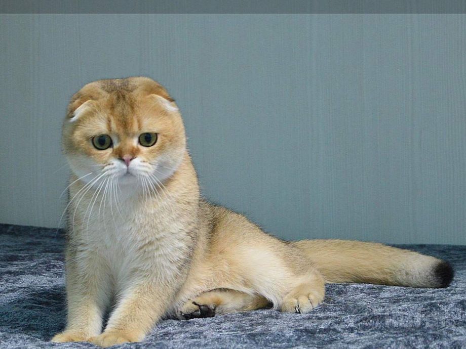 ВЯЗКА Шотландский кот золотая шиншилла в Рогачеве, цена Договорная. -  Объявление №201664173