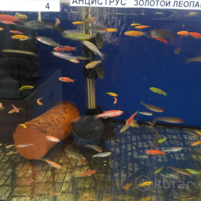 фото рыбки. ''аквариум''. 2