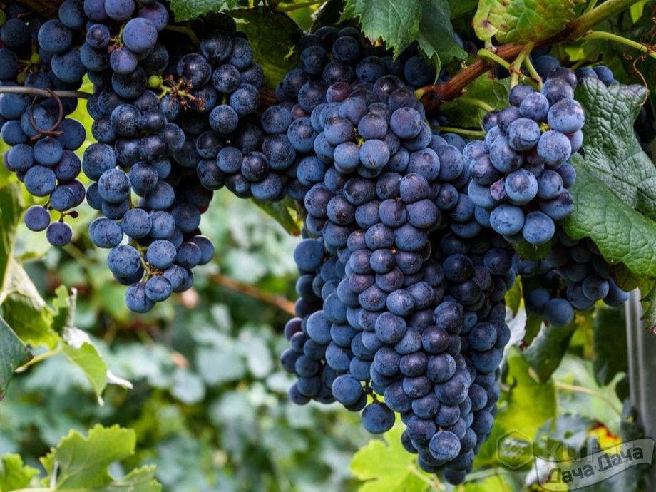 фото сливы, айва, алыча,виноград,красная смородина  6