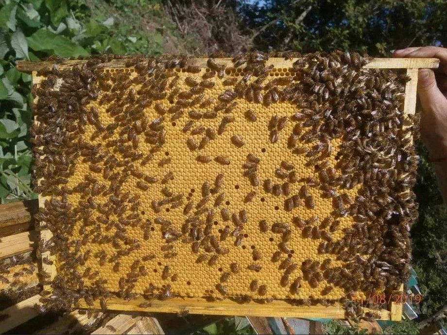 фото пчелосемьи и пчелопакеты бакфаст. 1