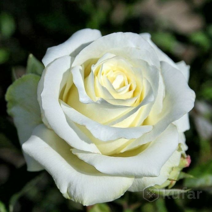 фото саженцы розы многолетний  3