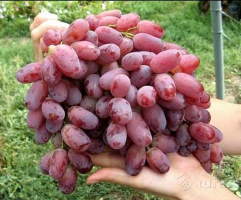 фото виноград саженцы разные сорта 0