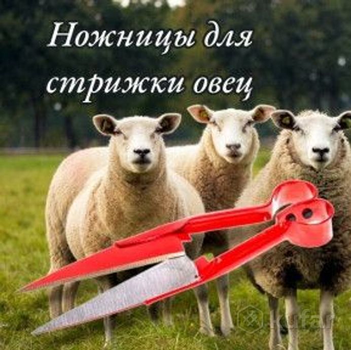 фото ножницы для стрижки овец и других животных 31см. / универсальные ножницы для животноводства, топиари 0