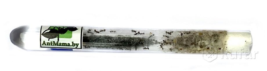 фото колония муравьёв-жнецов (messor structor) 0