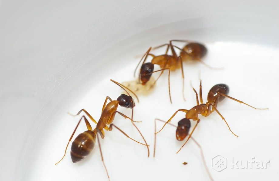 фото экзотические муравьи camponotus fellah 1