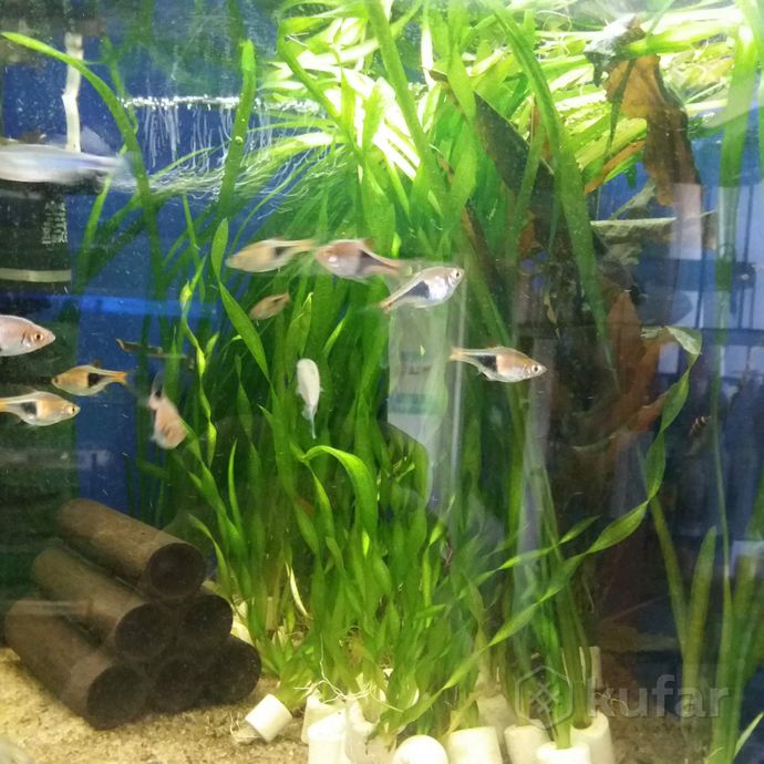 фото рыбки. ''аквариум''. 6