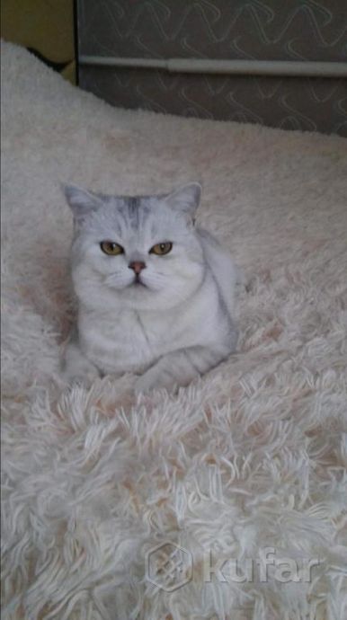 фото шотландский кот вязка и продажа его котят 2