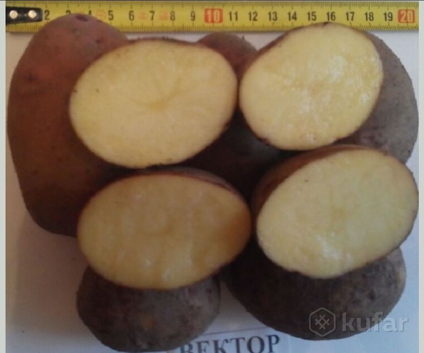 фото семенной картофель вектор  0