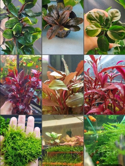 фото аквариумные растения    почта 0