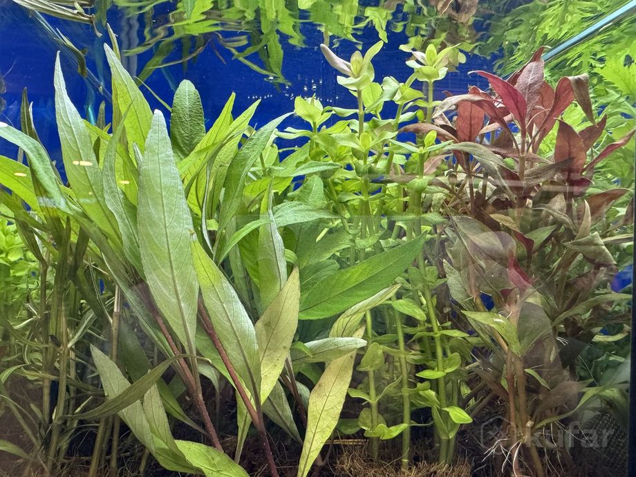 фото аквариумные растения 5