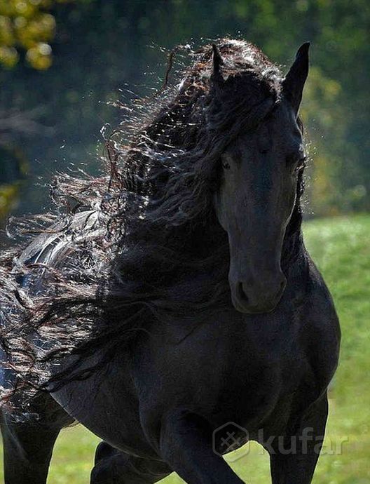 фото срочный выкуп коней. 0