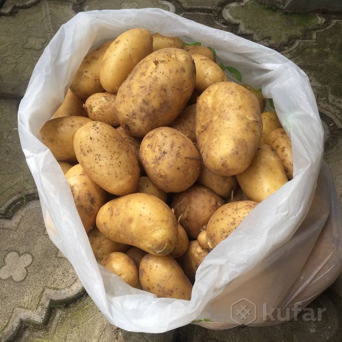 фото деревенский картофель с доставкой сорт адретта 0