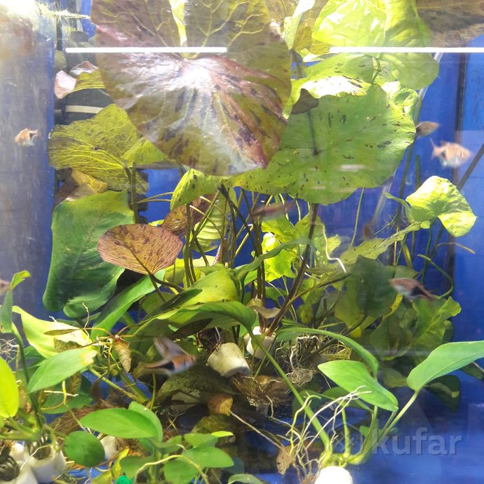фото аквариумные растения.''аквариум'' 1