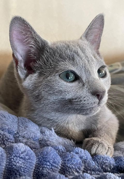фото котята породы русская-голубая 3