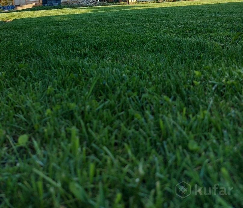фото газонная трава  спорт . доставка по рб . 2