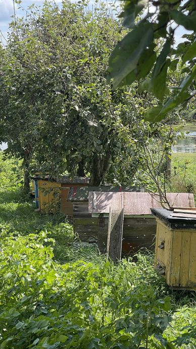 фото ульи с пчелами  2