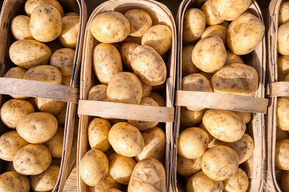 фото деревенский картофель (картошка) сорт гала 1