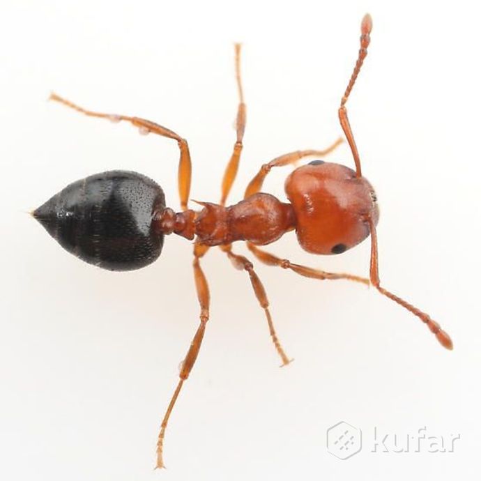 фото экзотические муравьи crematogaster schmidti 1