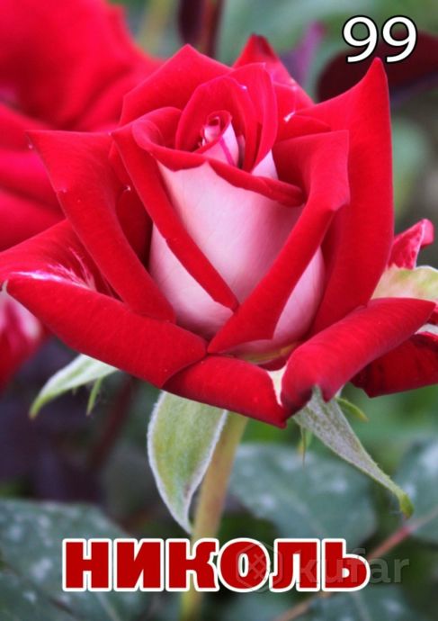 фото саженцы розы многолетний  7