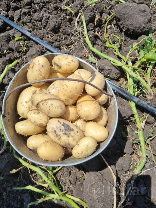 фото вкусный деревенский картофель (картошка) сорт ''вега'' доставка по минску  3