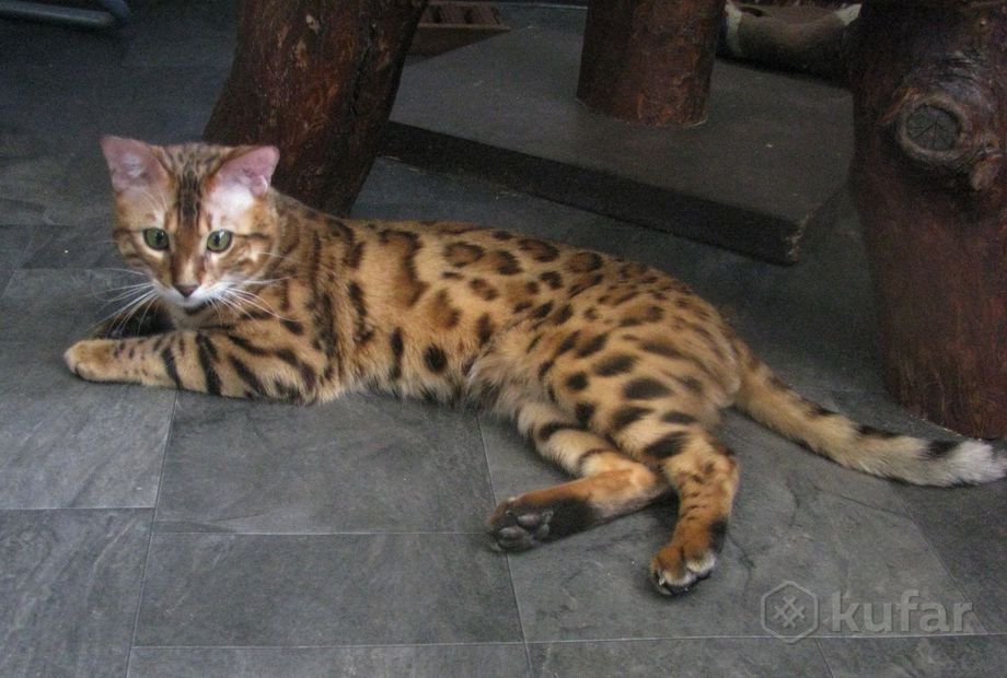 фото бенгальский кот шикарного окраса 0