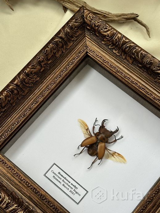 фото жуки, бабочки и другие насекомые в рамках  7