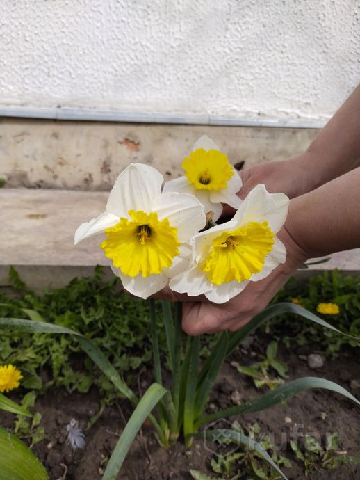 фото саженцы-луковицы нарцисс и других цветов, недорого 2