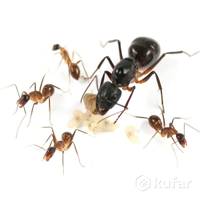 фото экзотические муравьи camponotus fellah 0