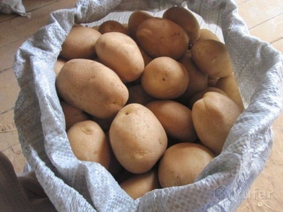 фото деревенская бульба (картофель) сорт ''бриз'' 0