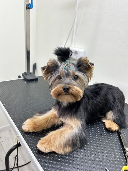 фото стрижка собак в гомеле, студия груминга «бублик» 0