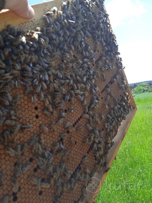 фото пчелопакеты, пчелосемьи, отводки 0