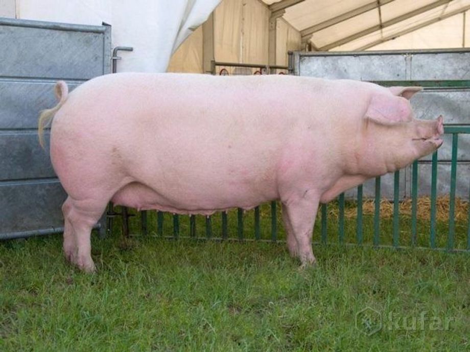 фото домашняя свинина 200 кг 0