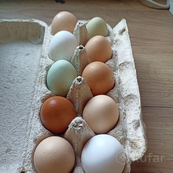 фото домашние куриные и перепелиные яйца  4