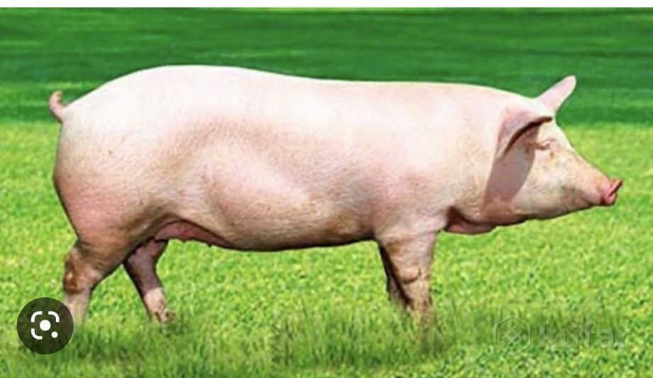 фото срочнодомашняя свинина живым весом 0