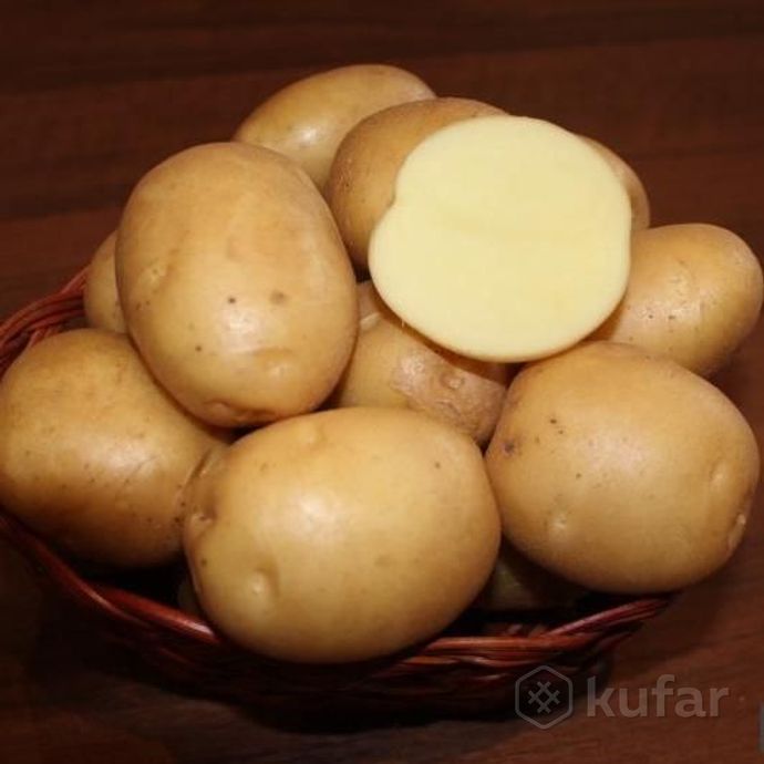 фото деревенская бульба (картофель) сорт ''рагнеда'' 0