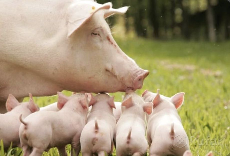 фото закупаю  живым весом домашних свиней  0