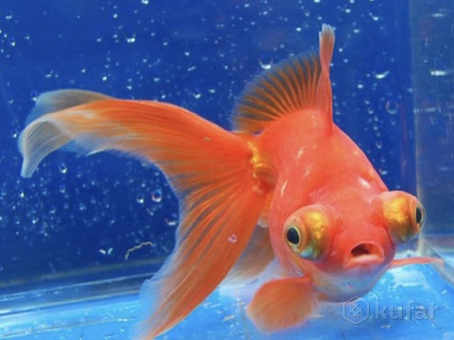 фото рыбка в описании в зоо магазине шиншилленок  7